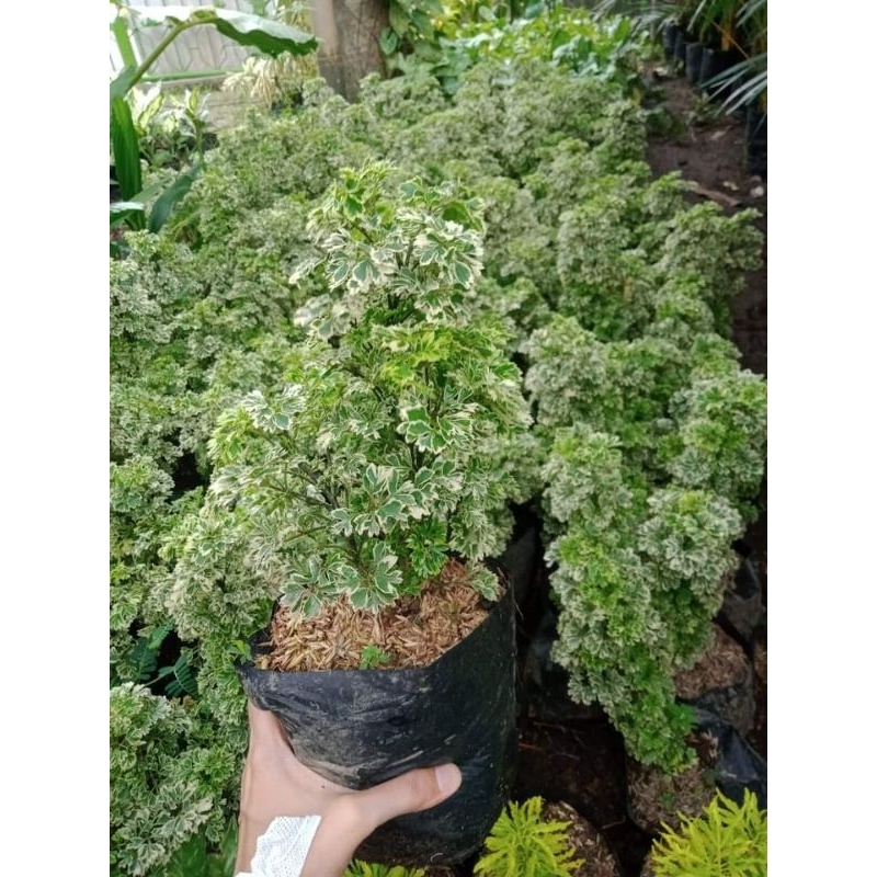 Tanaman bonsai Dondong laut ,ikra ikri