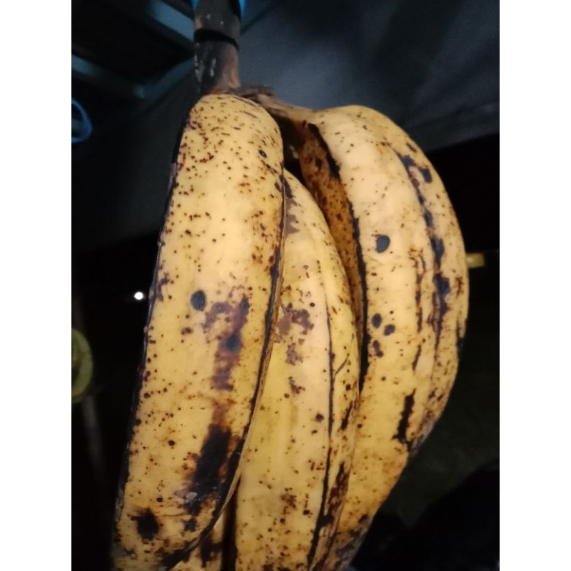 

PISANG TANDUK MADU