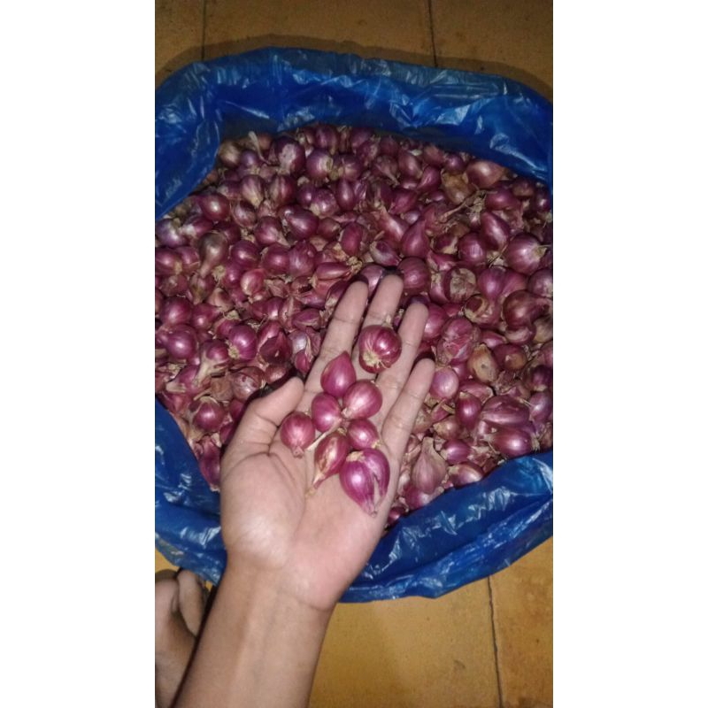 

Bawang Merah Probolinggo Kecil 250gr