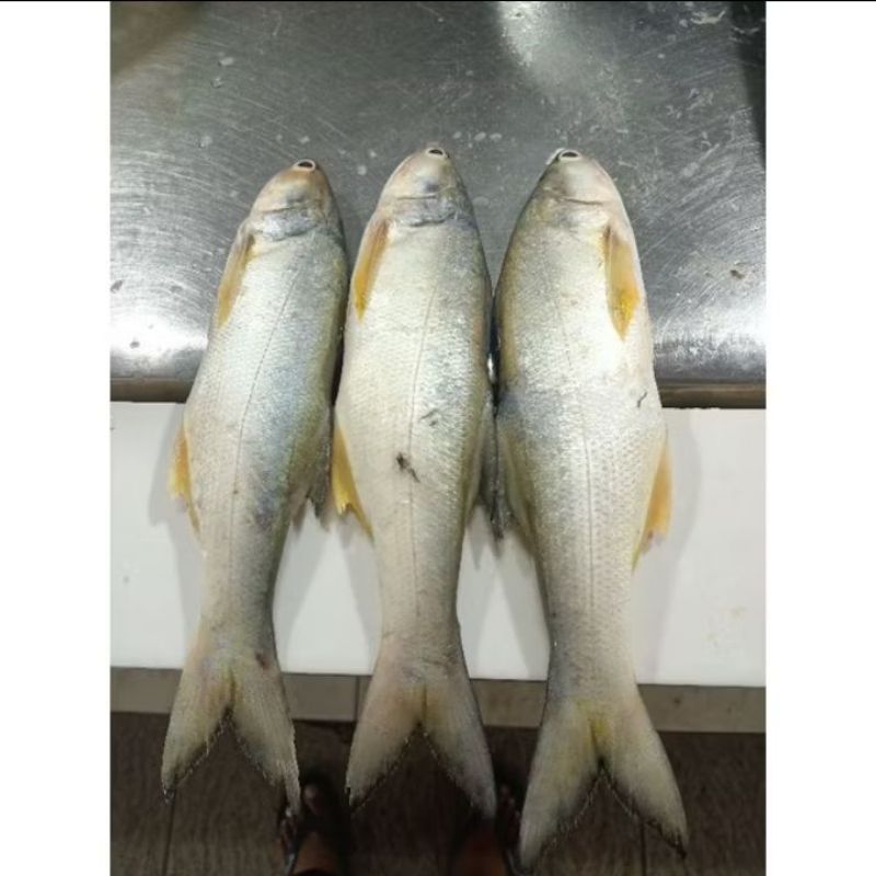 

Ikan Kuro / Senangin 1kg