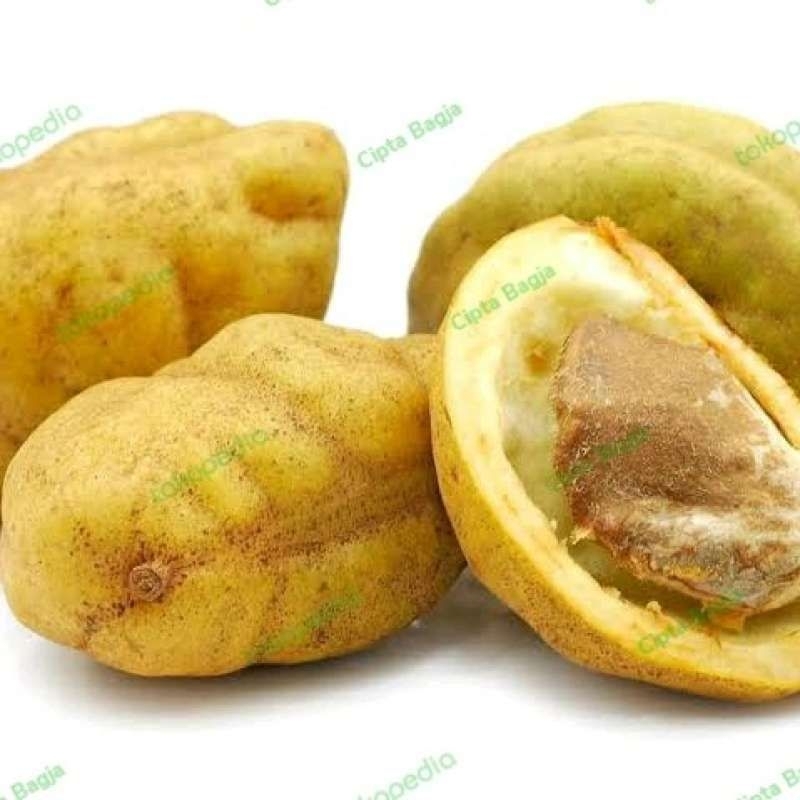 

Buah Pokih-NAMNAM Masih Fresh