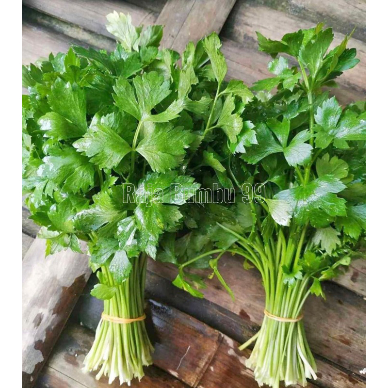 

DAUN SELEDRI 1 pack