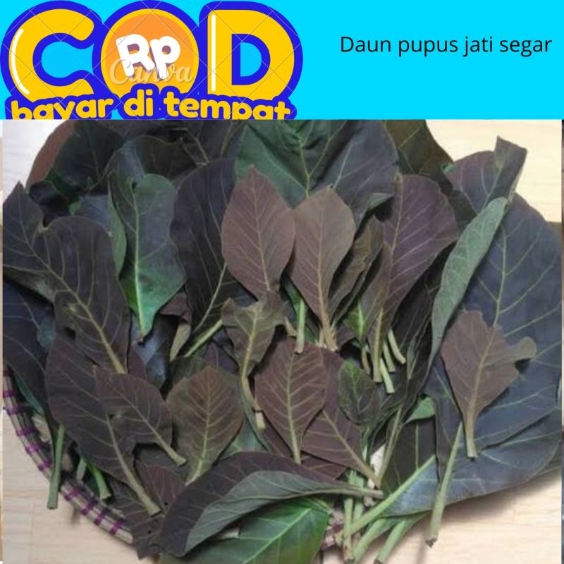 

daun pupus jati segar dipetik saat di pesan 1 kg