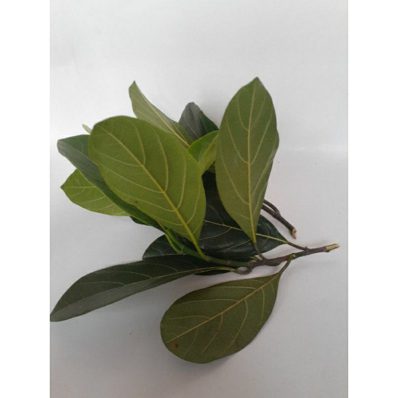 

daun herbal obat herbal daun nangka segar langsung petik 50 lembar