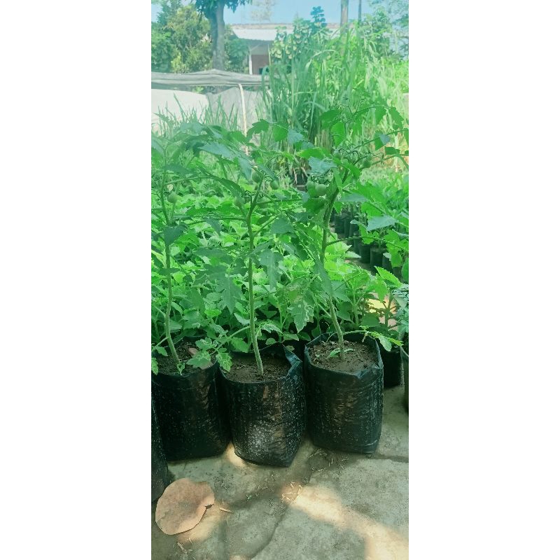 bibit tomat merah jumbo cepat berbuah