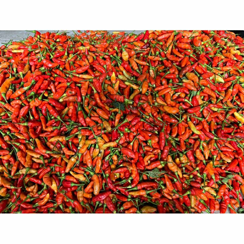 

Lombok kecil / Cabe rawit 1kg