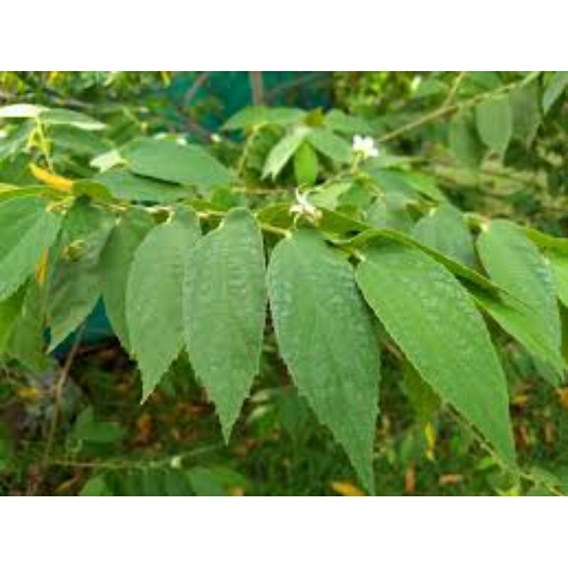 

daun kersen berhasiat per 10gram