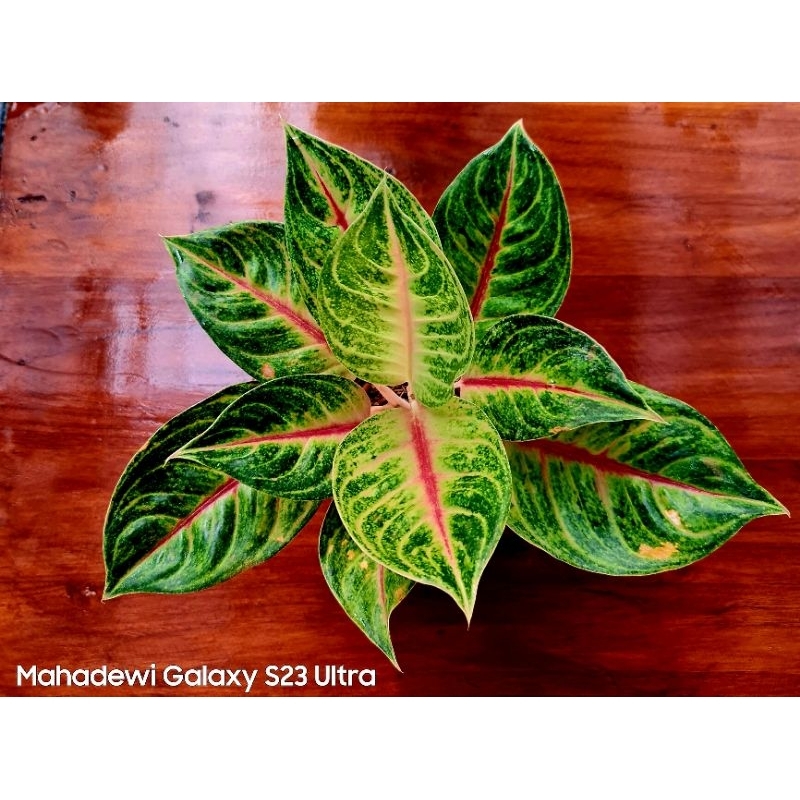 Aglonema Jamila Jackpot JJ