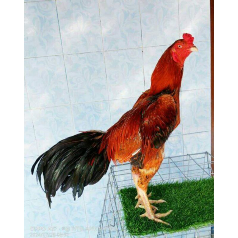 

ready telur fertil dari indukan sepasang bk klasik di jamin netas