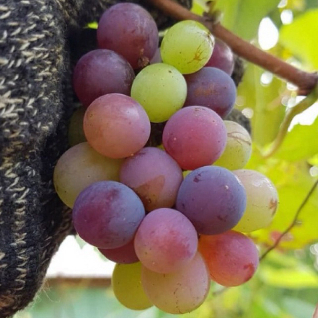 Bibit Anggur Isabella // Bibit Anggur Stek Batang