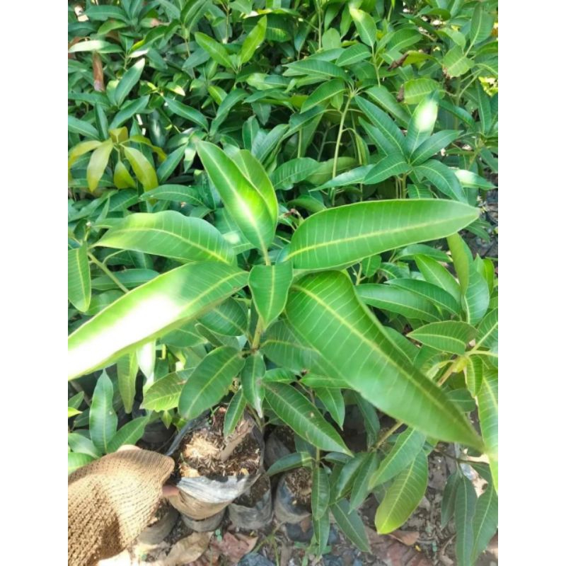 

mangga Miyazaki original