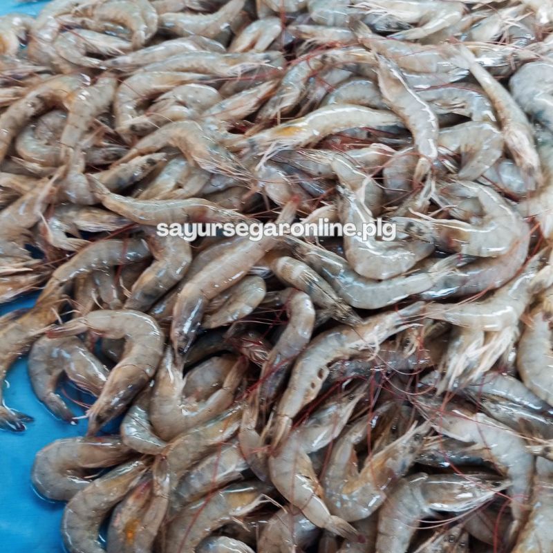 

UDANG Tambak / Udang VANAME (250 GR) - Sayur Segar Online Palembang