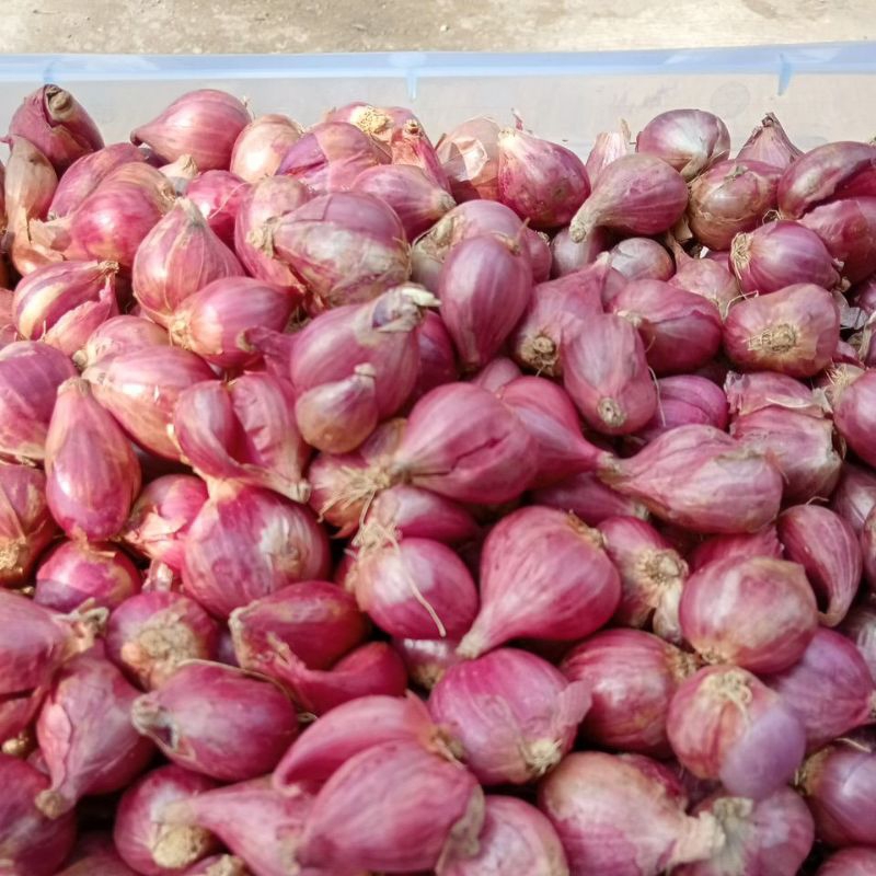 

bawang merah