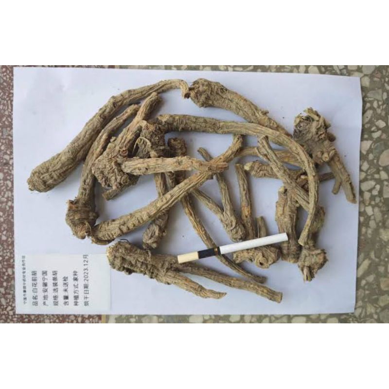 

600 G GR GRAM QIAN HU TIAO 前胡条 RADIX PEUCEDANI PEUCEDANUM PRAERUPTORUM DUNN