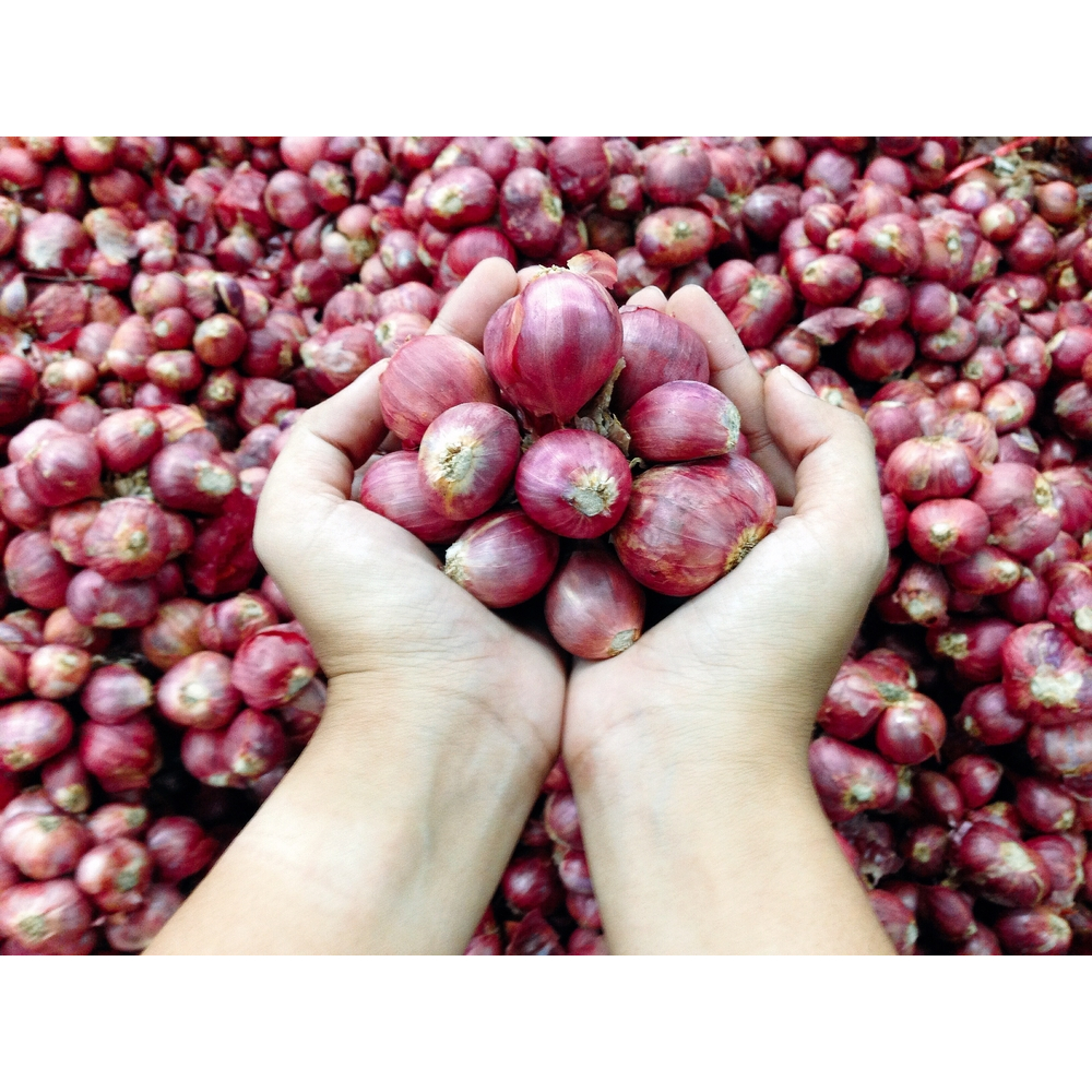 

bawang merah fresh kualitas unggul 900gram