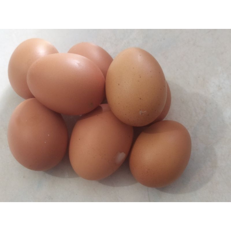 

TELUR AYAM,HARGA PER BUTIR