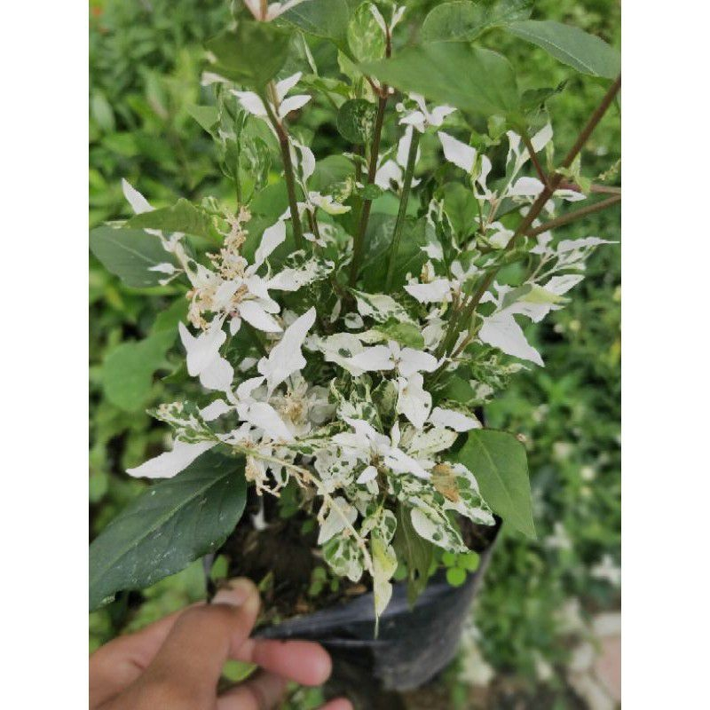 Tanaman Hias Bunga Anting Putri Salju Bahan Bonsai - Pohon Anting Putri Salju