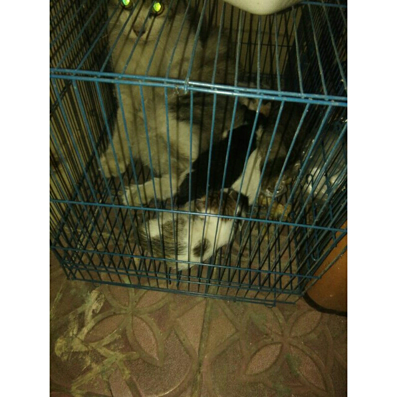 kandang kucing Munchkin Gaelic fold white grey warna putih abu-abu langka