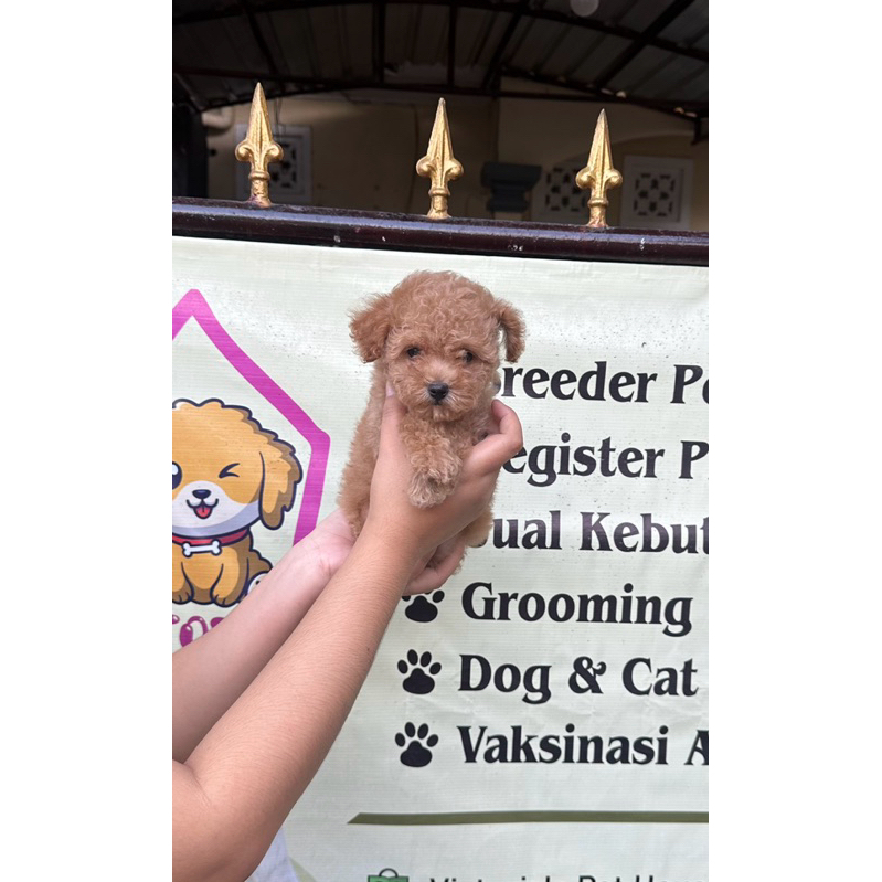 Toy Poodle Apricot Female