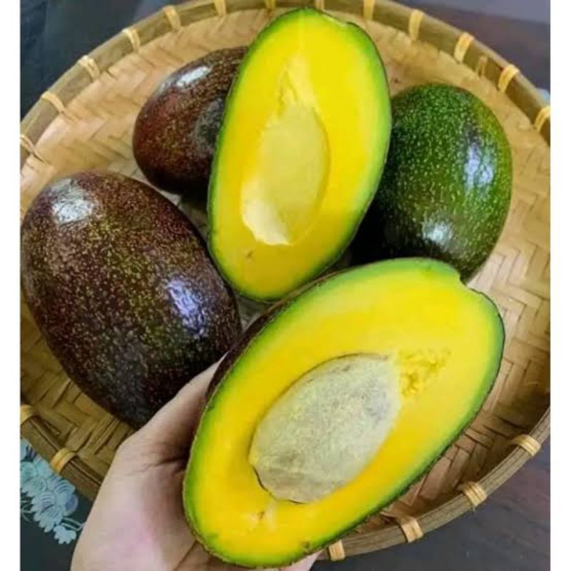 BIBIT ALPUKAT CUBA/ ALPUKAT MERAH