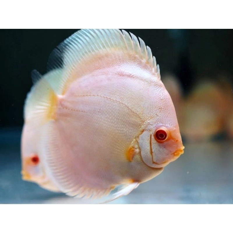 Aksesoris Discus Albino Diamond (Blue) Aquarium