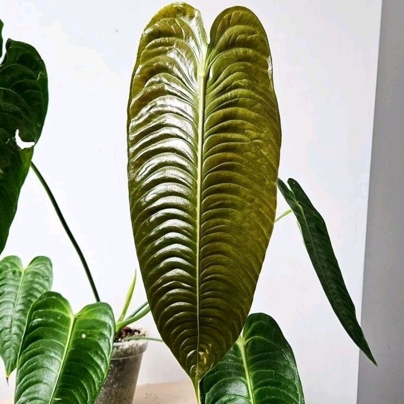 Anthurium veitchii original (medium)