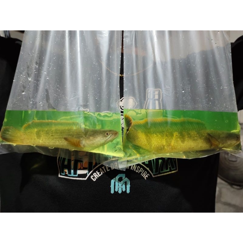 limbata rim tebal asli gunung lawu size 10/12cm