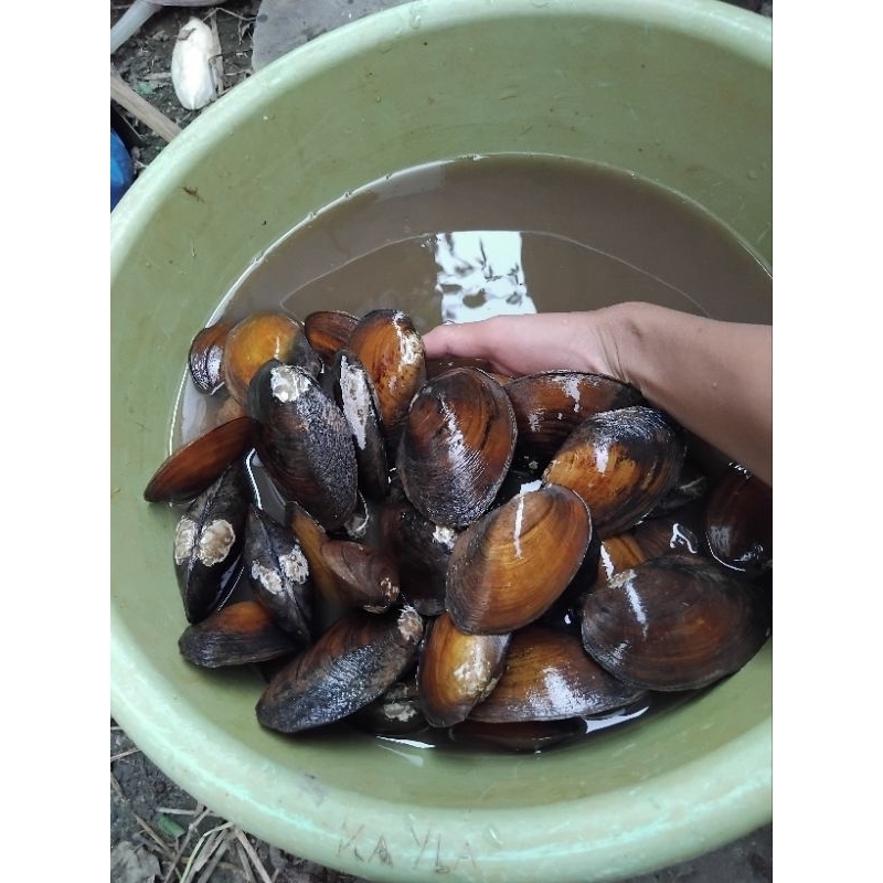 

kijing sungai / kerang sungai 1kg ambil langsung di sungai