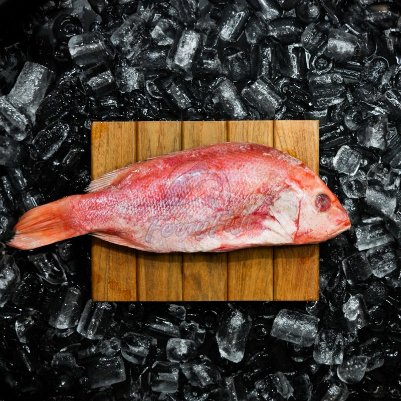 

Ikan Kakap Merah Bersih Utuh Ekoran Frozen
