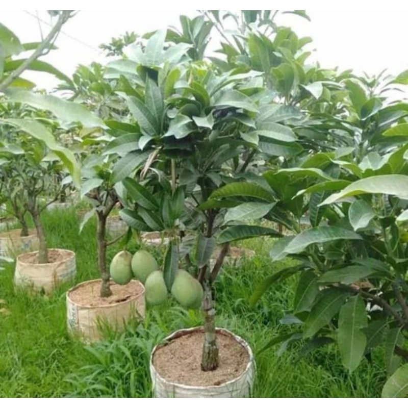 Bibit buah mangga manalagi okulasi cepat berbuah