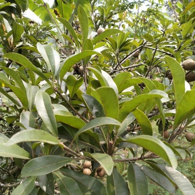 

Daun Sawo Segar Langsung Petik Herbal Alami 200 Gram.