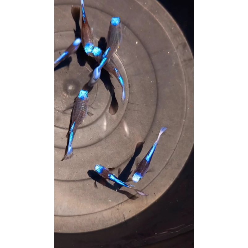 Hiasan kolam / aquarium [ TUXEDO BLUE KOI ]