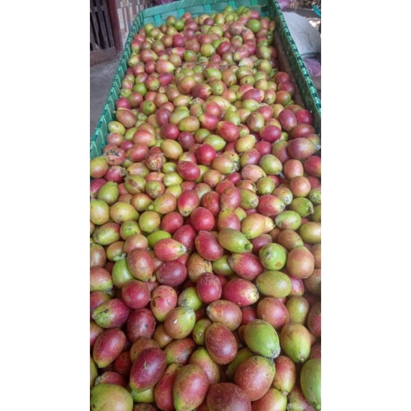 

Buah Matoa Segar 2kg