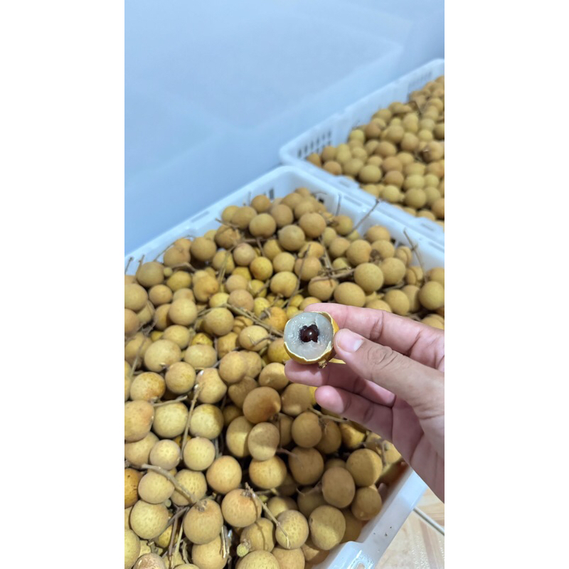 

New!! Lengkeng Gold (Best Seller) 1kg