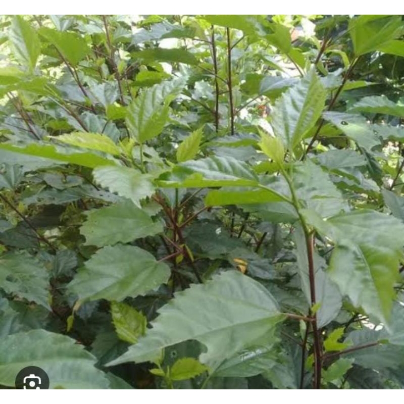 

Daun Bunga Sepatu Segar 500 Gram Murah Obat Herbal Tradisional