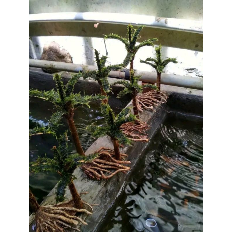 miniatur pohon kelapa  tinggi 15_20 cm hiasan aquarium tanaman aquascape