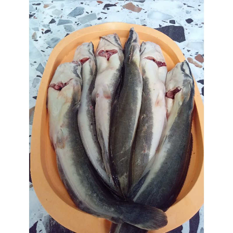 

Lele Segar 1 Kg Fresh and Frozen