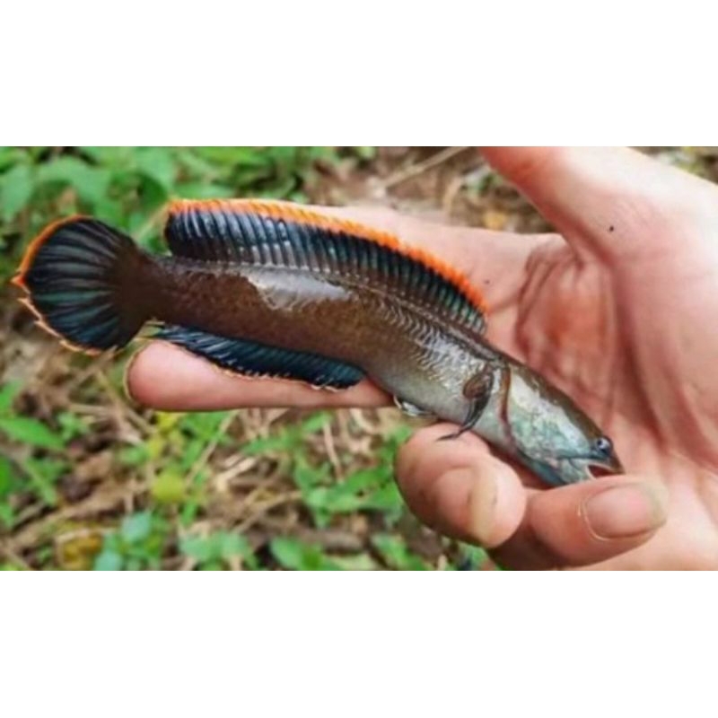 Kardus Limbata size jumbo RIM TEBAL