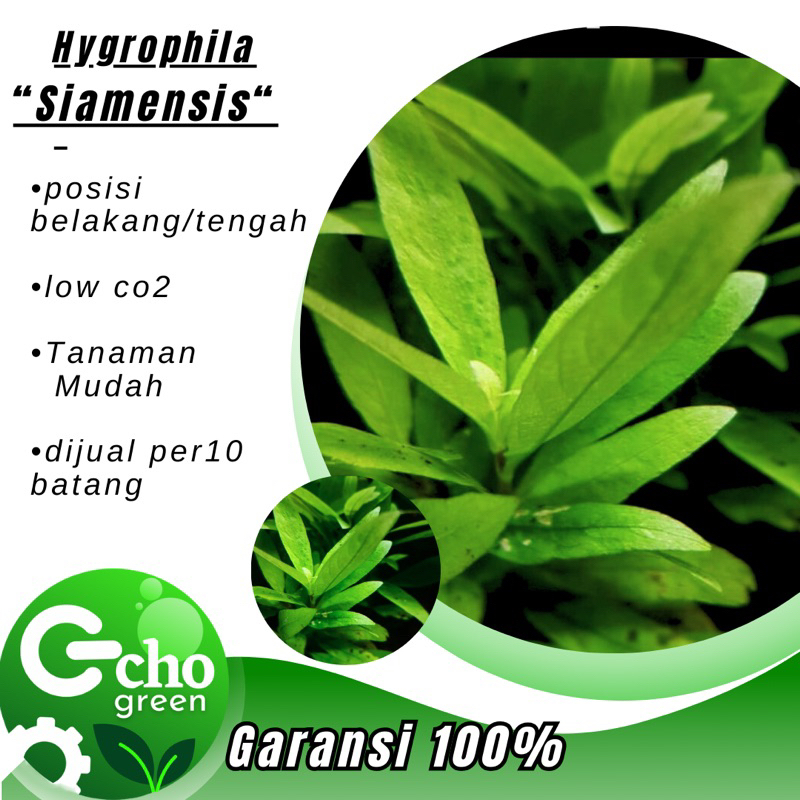 Hygrophila Siamensis - Tanaman Aquascape -Tumbuhan Aquarium