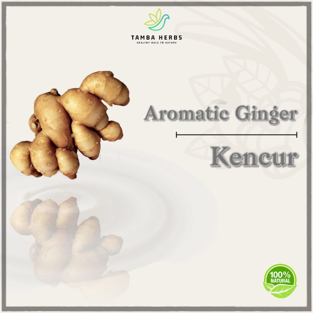 

TambaHerbs - Kencur Segar (Super) 1Kg