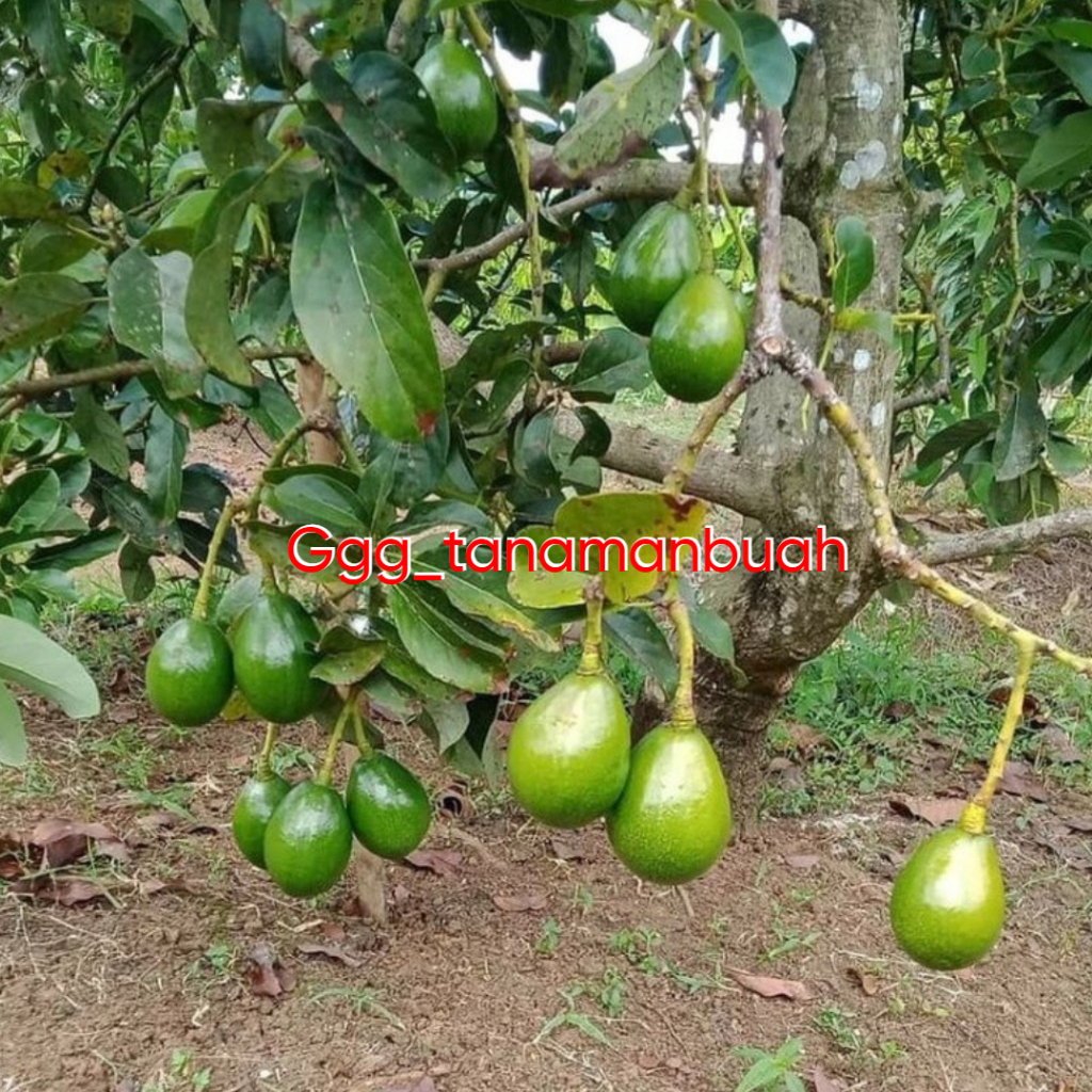 Bibit Alpukat Miki Super Spesial Batang Besar