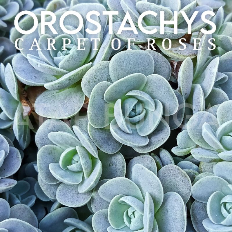 BIBIT SUKULEN MAWAR MINI | ABH