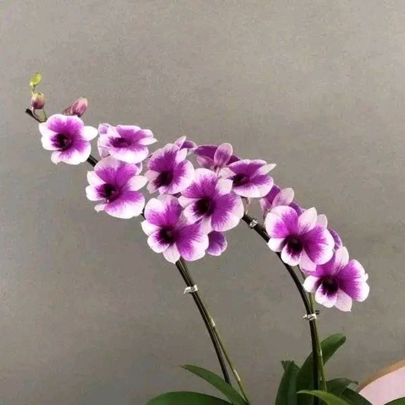 Anggrek Dendrobium Yaya Compactum