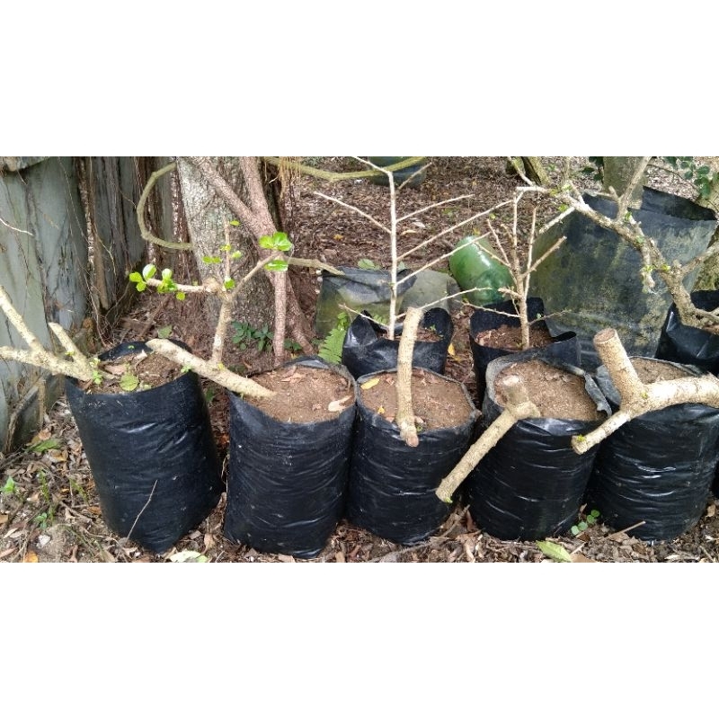 bahan bonsai hokiantea bunga dan buah