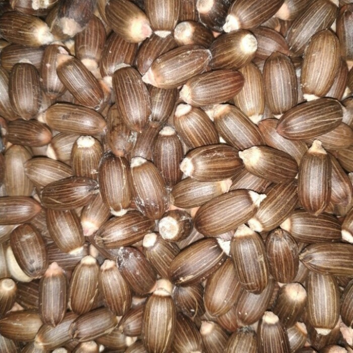 

❤YDM❤ BIJI MELINJO/BELINJO KUPAS READY Siap kirim..!!