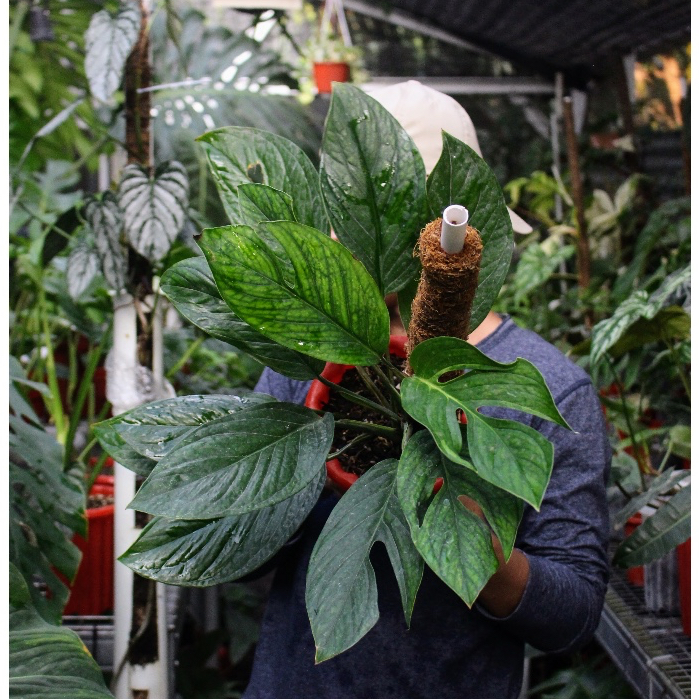 Monstera Pinatipartita Tanaman Hias