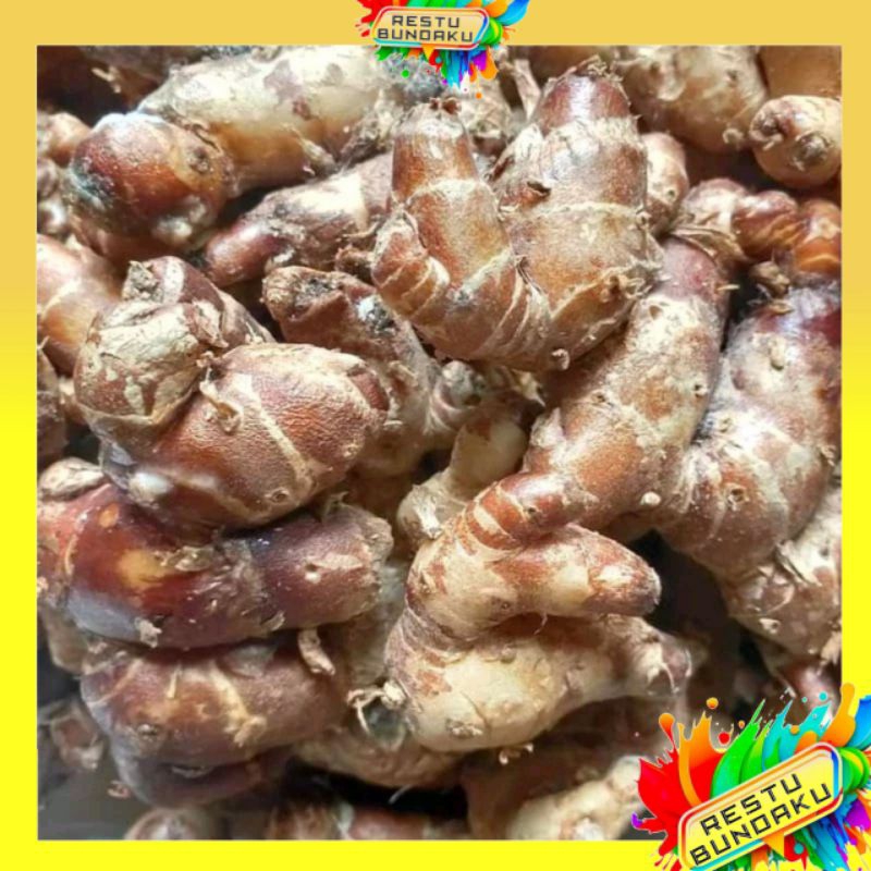 

RESTU BUNDAKU | KENCUR JAWA SEGAR | BUMBU SEBLAK | REMPAH KENCUR MURAH