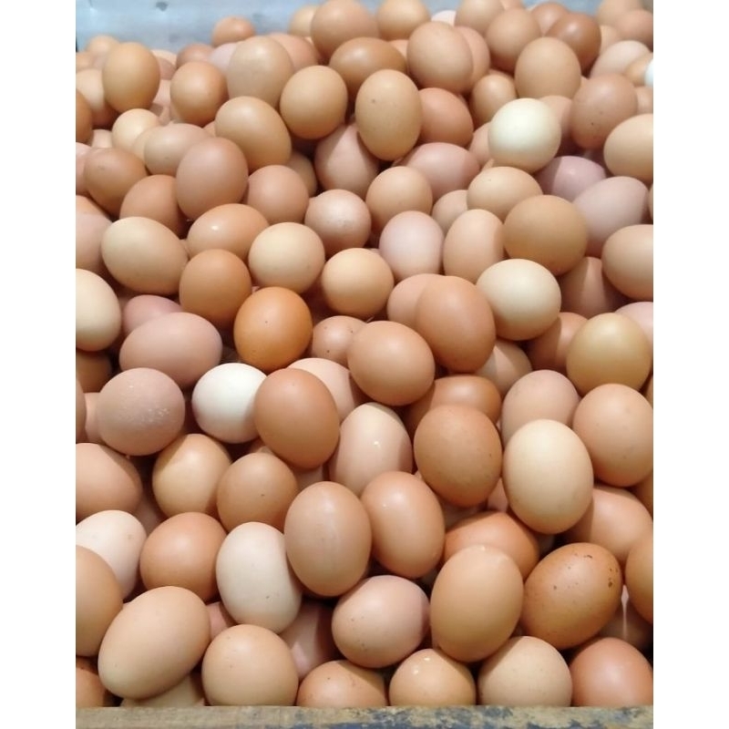 

telur ayam negri harga per kg Rp 29,000 - harga per 7kg Rp 199,500