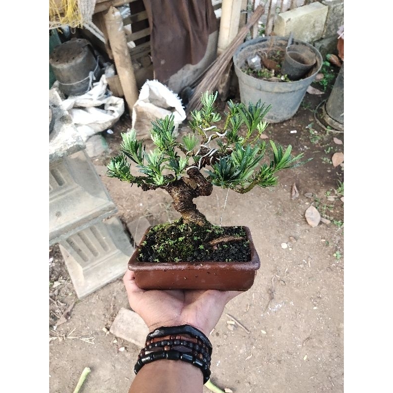 RZ Bonsai-Lohansung Siap Pajang