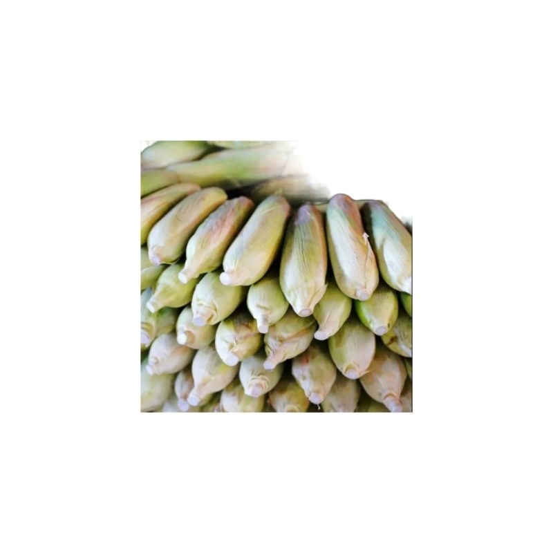 

JAGUNG MANIS 500 gr SEGAR DAN FRESH